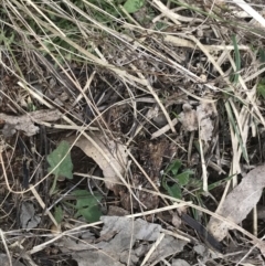 Convolvulus angustissimus subsp. angustissimus at Hackett, ACT - 28 Aug 2022 12:57 PM