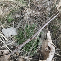 Vittadinia muelleri (Narrow-leafed New Holland Daisy) at Mount Majura - 28 Aug 2022 by Tapirlord