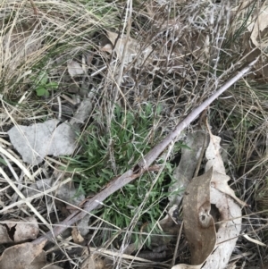 Vittadinia muelleri at Hackett, ACT - 28 Aug 2022 12:57 PM