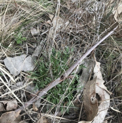 Vittadinia muelleri (Narrow-leafed New Holland Daisy) at Mount Majura - 28 Aug 2022 by Tapirlord