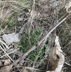 Vittadinia muelleri at Hackett, ACT - 28 Aug 2022 12:57 PM