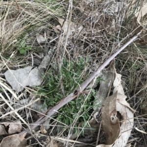 Vittadinia muelleri at Hackett, ACT - 28 Aug 2022 12:57 PM