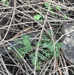 Cotula australis (Common Cotula, Carrot Weed) at Mount Majura - 28 Aug 2022 by Tapirlord