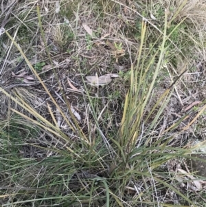 Lomandra multiflora at Hackett, ACT - 28 Aug 2022 12:32 PM