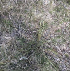 Lomandra multiflora at Hackett, ACT - 28 Aug 2022 12:32 PM