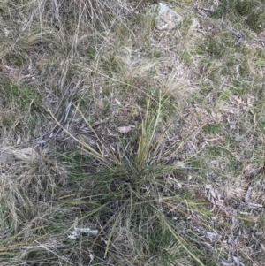 Lomandra multiflora at Hackett, ACT - 28 Aug 2022 12:32 PM