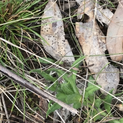 Leptorhynchos squamatus subsp. squamatus (Scaly Buttons) at Mount Majura - 28 Aug 2022 by Tapirlord