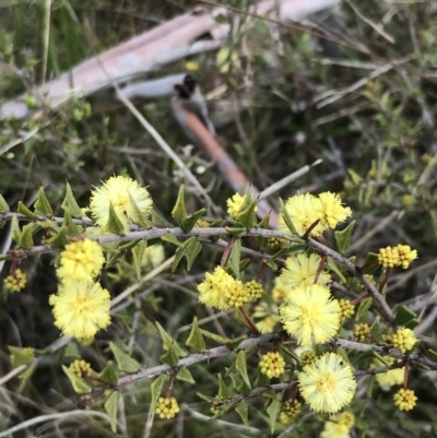 Acacia gunnii (Ploughshare Wattle) at Hackett, ACT - 28 Aug 2022 by Tapirlord