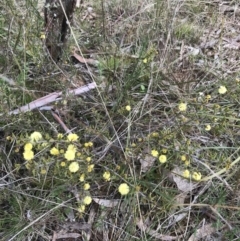 Acacia gunnii at Hackett, ACT - 28 Aug 2022 12:32 PM