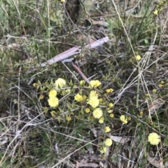 Acacia gunnii at Hackett, ACT - 28 Aug 2022