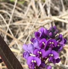 Hardenbergia violacea (False Sarsaparilla) at Mount Majura - 28 Aug 2022 by Tapirlord