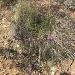 Hardenbergia violacea at Hackett, ACT - 28 Aug 2022