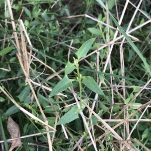 Einadia nutans subsp. nutans at Hackett, ACT - 28 Aug 2022 12:28 PM