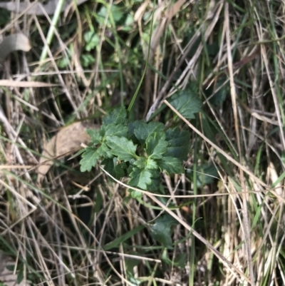 Veronica calycina (Hairy Speedwell) at Mount Majura - 28 Aug 2022 by Tapirlord