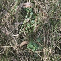 Veronica calycina at Hackett, ACT - 28 Aug 2022