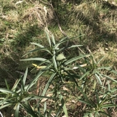 Solanum linearifolium (Kangaroo Apple) at Hackett, ACT - 28 Aug 2022 by Tapirlord