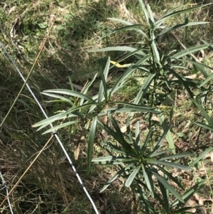 Solanum linearifolium at Hackett, ACT - 28 Aug 2022 12:27 PM