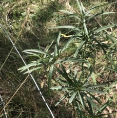 Solanum linearifolium at Hackett, ACT - 28 Aug 2022