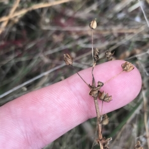 Sisyrinchium sp. at Hackett, ACT - 28 Aug 2022