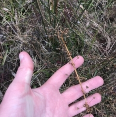 Sisyrinchium sp. at Hackett, ACT - 28 Aug 2022