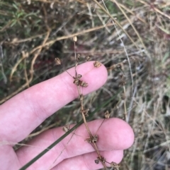 Sisyrinchium sp. at Hackett, ACT - 28 Aug 2022