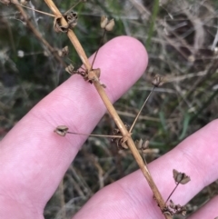 Sisyrinchium sp. at Hackett, ACT - 28 Aug 2022 12:24 PM