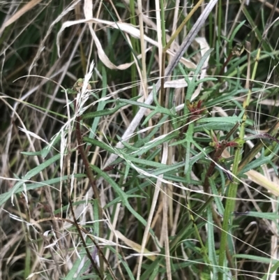 Haloragis heterophylla (Variable Raspwort) at Mount Majura - 28 Aug 2022 by Tapirlord