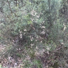 Cassinia quinquefaria (Rosemary Cassinia) at Mount Majura - 28 Aug 2022 by Tapirlord