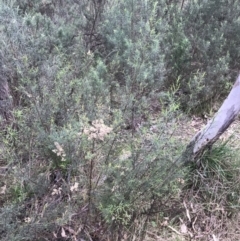 Cassinia quinquefaria at Hackett, ACT - 28 Aug 2022