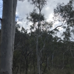 Eucalyptus mannifera (Brittle Gum) at Mount Majura - 28 Aug 2022 by Tapirlord