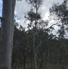 Eucalyptus mannifera (Brittle Gum) at Hackett, ACT - 28 Aug 2022 by Tapirlord