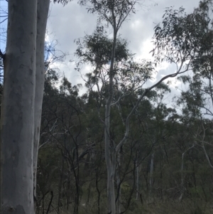 Eucalyptus mannifera at Hackett, ACT - 28 Aug 2022