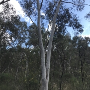 Eucalyptus mannifera at Hackett, ACT - 28 Aug 2022