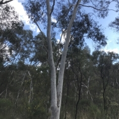 Eucalyptus mannifera at Hackett, ACT - 28 Aug 2022 12:21 PM