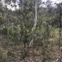 Acacia rubida (Red-stemmed Wattle, Red-leaved Wattle) at Hackett, ACT - 28 Aug 2022 by Tapirlord