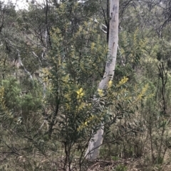 Acacia rubida at Hackett, ACT - 28 Aug 2022 12:21 PM