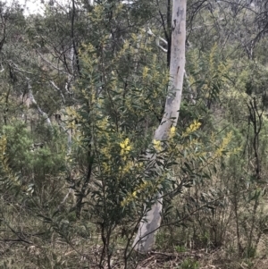 Acacia rubida at Hackett, ACT - 28 Aug 2022