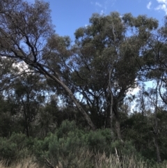 Eucalyptus bridgesiana (Apple Box) at Mount Majura - 28 Aug 2022 by Tapirlord