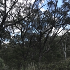 Eucalyptus bridgesiana at Hackett, ACT - 28 Aug 2022 12:20 PM