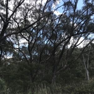 Eucalyptus bridgesiana at Hackett, ACT - 28 Aug 2022