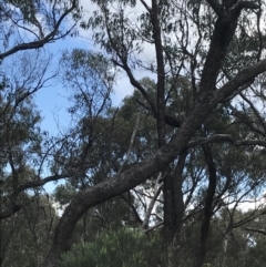 Eucalyptus bridgesiana at Hackett, ACT - 28 Aug 2022