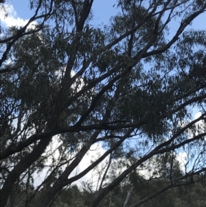 Eucalyptus bridgesiana at Hackett, ACT - 28 Aug 2022