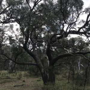 Eucalyptus bridgesiana at Hackett, ACT - 28 Aug 2022 12:20 PM