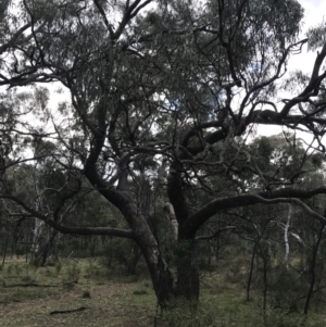 Eucalyptus bridgesiana at Hackett, ACT - 28 Aug 2022