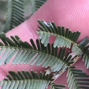 Acacia mearnsii at Hackett, ACT - 28 Aug 2022