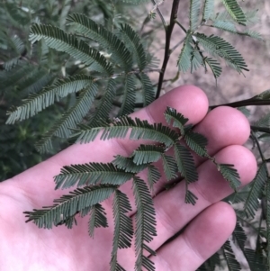 Acacia mearnsii at Hackett, ACT - 28 Aug 2022 12:19 PM