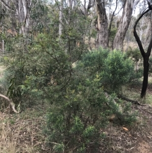 Acacia mearnsii at Hackett, ACT - 28 Aug 2022 12:19 PM