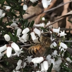 Apis mellifera (European honey bee) at Mount Majura - 28 Aug 2022 by Tapirlord