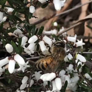 Apis mellifera at Hackett, ACT - 28 Aug 2022