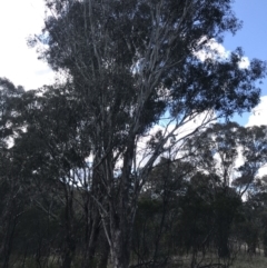 Eucalyptus melliodora (Yellow Box) at Mount Majura - 28 Aug 2022 by Tapirlord
